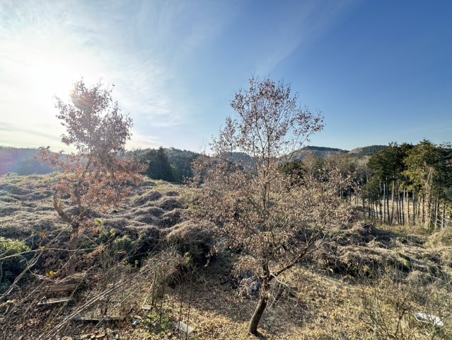 ���̑� �o���R�j�[����̌i�F�B���䂩��A�v�q�̎��R�̈ڂ낢�����\�ł��܂���